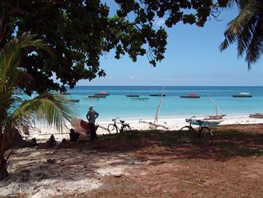 Swimming with dolphins, Zanzibar, DSC07889b